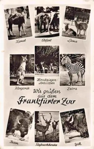AK / Ansichtskarte Zoo Gardin Zoologique-- Frankfurter Kamel Elefant Lama Zebra Bison Yak Kaenguru 