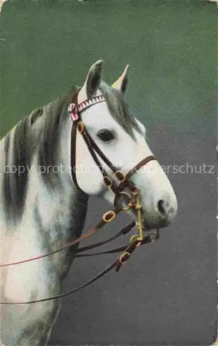 AK / Ansichtskarte PFERDE Horses Cheval Weis