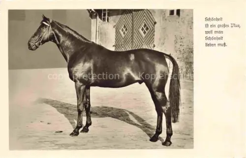 AK / Ansichtskarte PFERDE Horses Cheval Amag Nr. 70694 Schwarz