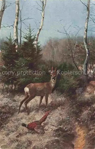 AK / Ansichtskarte Rehe Roe Deer Chevreuil Corzo-- Auerhahn