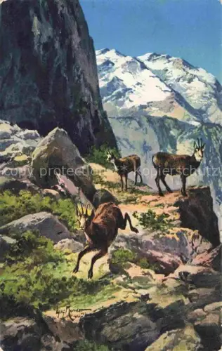 AK / Ansichtskarte Ziegen Goat Chevre-- Wildziegen St. Bartholomae