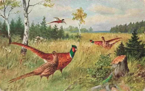 AK / Ansichtskarte Auerhahn  Grouse-- 