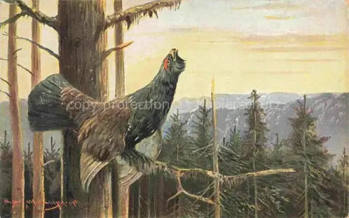 AK / Ansichtskarte Auerhahn  Grouse-- 