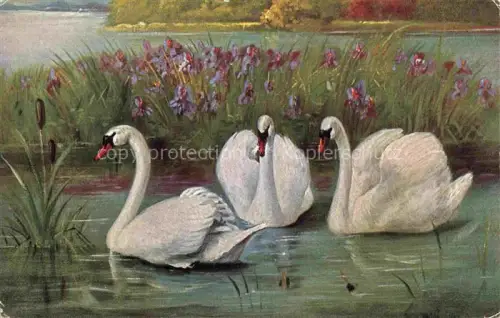 AK / Ansichtskarte Schwan Swan Cygne-- See