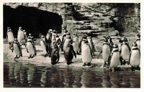 AK / Ansichtskarte Pinguin Humboldt Hamburg Stellingen 