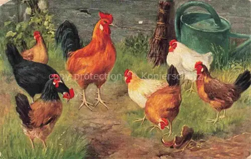 AK / Ansichtskarte VoeGEL Birds Oiseaux Uccelli Pajaros-- Huehner  