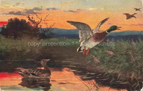 AK / Ansichtskarte Enten Teich 