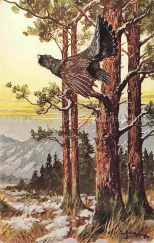 AK / Ansichtskarte Auerhahn  Grouse-- Ottmar Zieher 