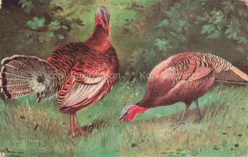 AK / Ansichtskarte VoeGEL Birds Oiseaux Uccelli Pajaros-- Truthahn 