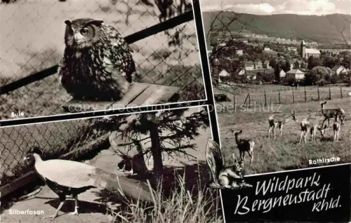 AK / Ansichtskarte Eule Owl Hibou Chouette-- Wildpark Bergneustadt Rhld. Silberfasan Rothirsch