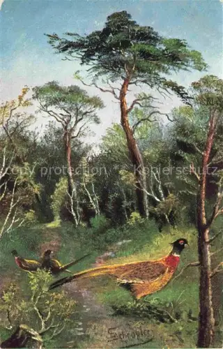 AK / Ansichtskarte Auerhahn  Grouse-- 