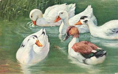 AK / Ansichtskarte VoeGEL Birds Oiseaux Uccelli Pajaros-- Enten