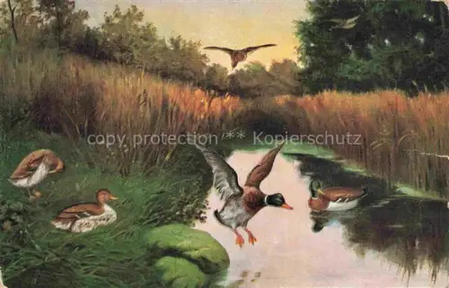 AK / Ansichtskarte Enten Teich 