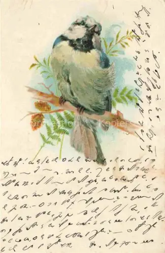 AK / Ansichtskarte VoeGEL Birds Oiseaux Uccelli Pajaros-- Spatz Litho