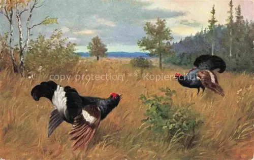 AK / Ansichtskarte Auerhahn  Grouse-- 