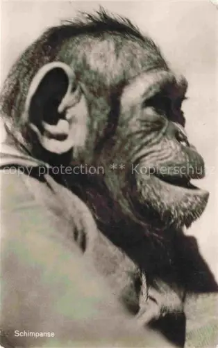 AK / Ansichtskarte Zoo Gardin Zoologique-- Berlin Schimpanse 