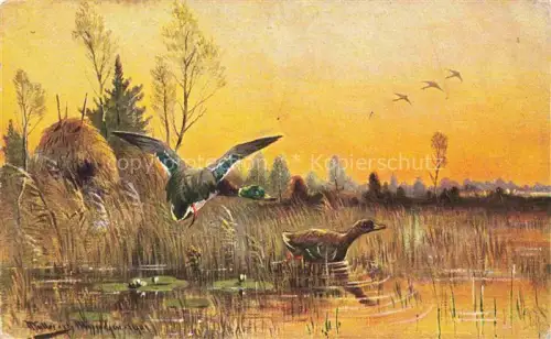 AK / Ansichtskarte VoeGEL Birds Oiseaux Uccelli Pajaros-- Wildenten 