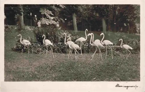 AK / Ansichtskarte Zoo Gardin Zoologique-- Flamingo wiese 