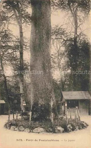 AK / Ansichtskarte FONTAINEBLEAU 77 Seine et Marne Wald, Baum