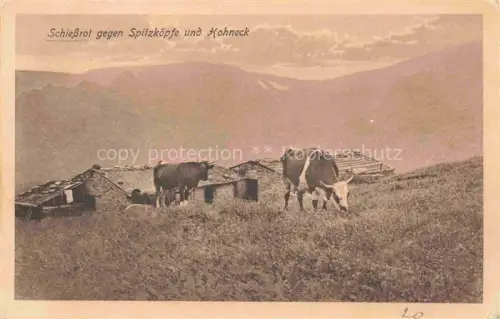 AK / Ansichtskarte Schiessrot Munster 68 Haut-Rhin Almvieh Blick gegen Spitzkoepfe und Hohneck