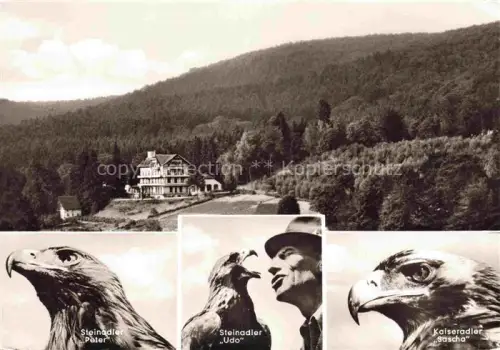 AK / Ansichtskarte Berlebeck Detmold Lippe NRW Johannaberg Adlerwarte Steinadler Kaiseradler