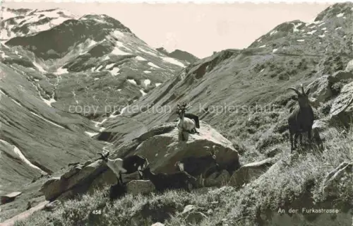 AK / Ansichtskarte Furkastrasse UR Bergwelt an der Furkastrasse Gemsen
