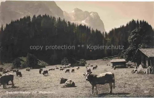 AK / Ansichtskarte Gadmen Oberhasli Sustenpass BE Gwandenmadalp Almvieh Blick gegen Wetterhorn Berner Alpen Bromsilber