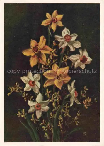 AK / Ansichtskarte GRIESE Friedrich Kuenstlerkarte Kiel Narzissen und Forsythien Schleswig Holstein