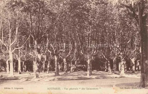 AK / Ansichtskarte Boufarik Algerie Quinconces Platanenallee Promenade Park Baeume Allee