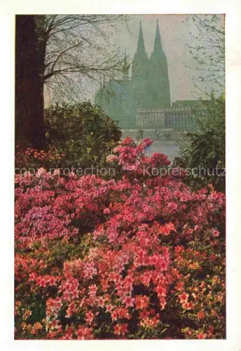 AK / Ansichtskarte BUGA Bundesgartenschau Koeln Blick nach dem Koelner Dom 
