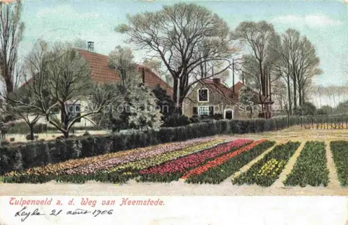 AK / Ansichtskarte Heemstede Noord-Holland NL Tulpenveld Tulpen Blumenfelder Bauernhaus Baeume Weg handkoloriert