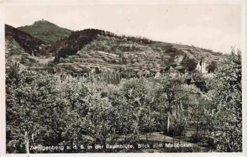 AK / Ansichtskarte Zwingenberg Bergstrasse Hessen Baumbluete Melibocus Kirchturm Dachlandschaft Weinberge Huegel Obstbaeume Bergstrasse