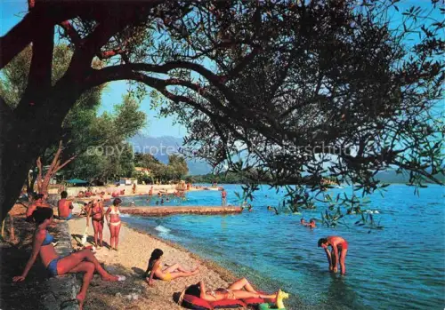 AK / Ansichtskarte Tivat Montenegro Hotel-Ostrvo-cvijeca Strand Badegaeste Meer Berge Olivenbaum Kueste