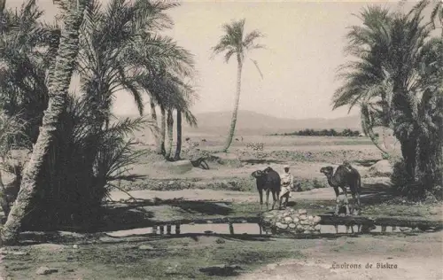 AK / Ansichtskarte Biskra Algerie Palmen Kamele Wasserstelle Wuestenlandschaft Treiber Oase