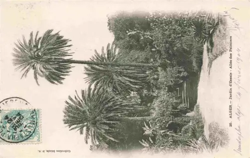 AK / Ansichtskarte Algier ALGER Algerie Jardin-d Essais Allée-des-Palmiers Palmen Botanischer-Garten Weg