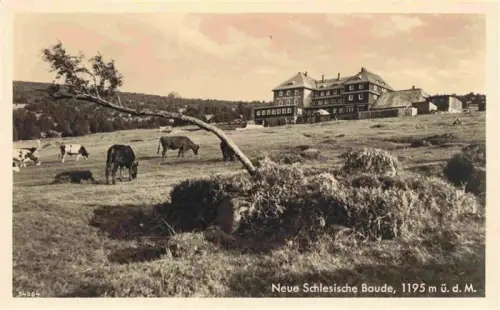 AK / Ansichtskarte Neue-Schlesische-Baude Schronisko-Na Hali-Szrenickiej PL Neue-Schlesische-Baude Berghotel Kuehe Pferde Wiese Riesengebirge