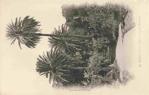AK / Ansichtskarte ALGER  Algerie Jardin-d Essais Allée-des-Palmiers Palmen Botanischer-Garten Weg Tropenvegetation