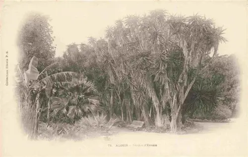 AK / Ansichtskarte ALGER  Algerie Jardin-d Essais Drachenbaum Palmen Tropenvegetation Botanischer-Garten Bank