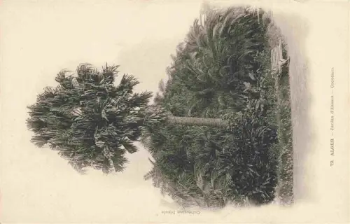 AK / Ansichtskarte ALGER  Algerie Jardin-d Essais Cocotiers Palmen Kokosnusspalme Bank Spaziergaenger