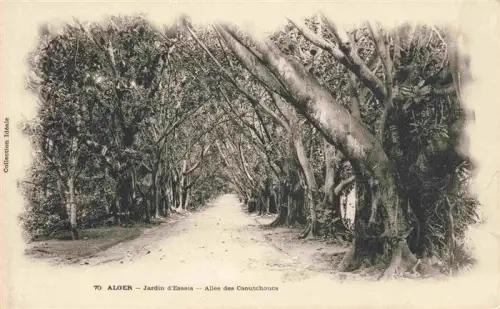AK / Ansichtskarte ALGER  Algerie Jardin-d Essais Allée-des-Caoutchoucs Kautschukbaeume Allee Park Baumtunnel