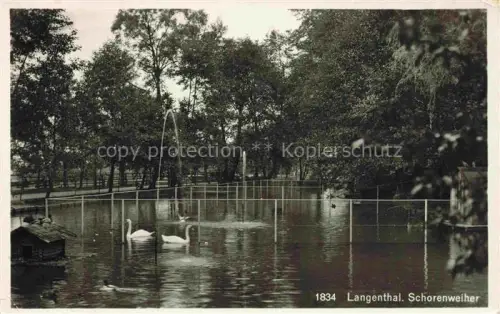 AK / Ansichtskarte LANGENTHAL Aarwangen BE Schorenweiher Weiher Schwaene Park Baeume Fontaene