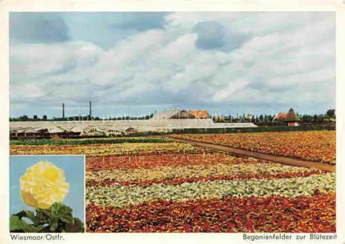 AK / Ansichtskarte Wiesmoor Aurich Niedersachsen Begonienfelder Bluetezeit Gewaechshaus Blumenanbau Landwirtschaft Ostfriesland