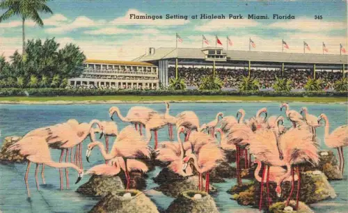 AK / Ansichtskarte MIAMI  Florida USA Hialeah-Park Flamingos Tribuene Pferderennbahn Teich Flaggen Palmen