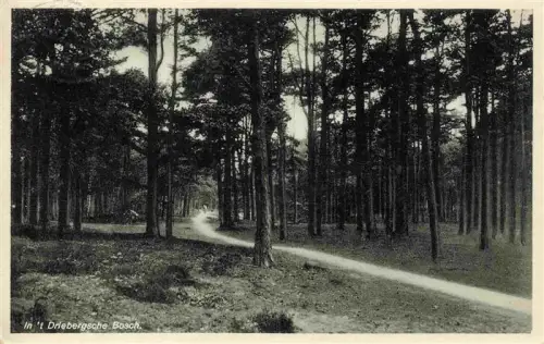 AK / Ansichtskarte Driebergen-Rijsenburg NL Driebergsche-Bosch Wald Kiefern Waldweg Natur
