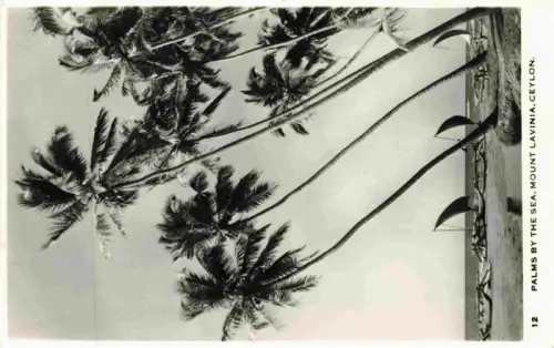 AK / Ansichtskarte Mount Lavinia Ceylon Sri Lanka Palmen Meer Strand Auslieger-Boote Fischerboote Ceylon Fotokarte