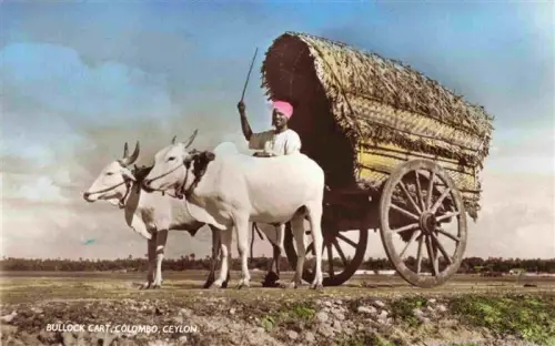AK / Ansichtskarte COLOMBO  Ceylon Sri Lanka Bullock-Cart Ochsenwagen Zebus Tracht Felder Ceylon koloriert