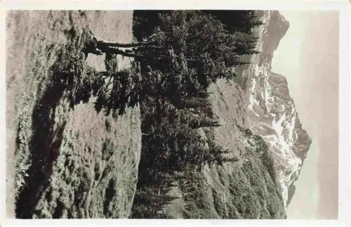 AK / Ansichtskarte Kaerpf 2794m Elm GL Berglandschaft Bergwiese Tannen Schnee Gipfel Alp