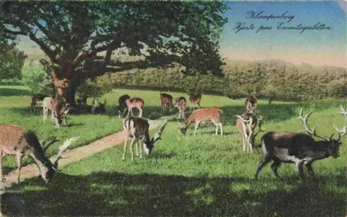 AK / Ansichtskarte Klampenborg Gentofte Kopenhagen COPENHAGEN DK Eremitagesletten Hirsche Damwild Wald Wiese Dyrehaven