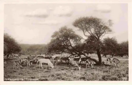 AK / Ansichtskarte Klampenborg Gentofte Kopenhagen COPENHAGEN DK Dyrehaven Hirsche Wildgehege Baeume Wiese Rotwild