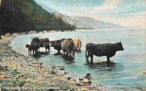 AK / Ansichtskarte Loch Lomond Scotland UK Loch-Lomond See Hochlandrinder Schottische-Hochlandrinder Seeufer Huegel Baeume Weide